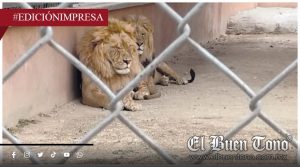 Abusos y caos con leones; maltrato en UMA