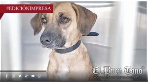 Exhiben abandono de Bienestar Animal; rescatistas son rebasados