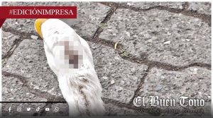 Patos están infectados; enfrentan caso de gusano barrenador