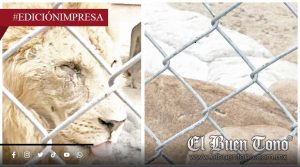 Leones hɛrid0s en Casavegas; negligencia en cautiverio