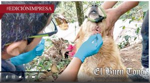 Barrenador ataca a perros de Tenejapa; cuatro están en condiciones críticas