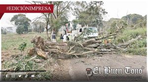 Vientos por frente frío dañan tránsito; cae árbol en Yanga
