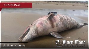 Hallan segundo delfín muɛrt0 en Veracruz tras derrame de hidrocarburo