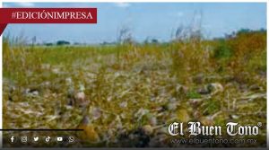 Sequía daña al sector agrícola; tras más de un mes sin lluvia