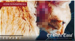 Reportan caso de barrenador en gato; en una vivienda de Huiloapan