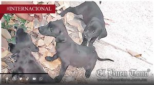 Abandonan a 3 canes en la calle; en colonia San Pedro de Cuitláhuac