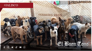 Buscan frenar clausura de refugio que cuida a más de 200 lomitos en Zapopan