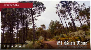 El enemigo silencioso del Pico de Orizaba: hongos y escarabajos