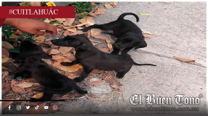 Abandonan a tres perros en la colonia San Pedro de Cuitláhuac; vecinos exigen intervención de las autoridades