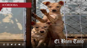 POR INCAPACIDAD MUNICIPAL PROLIFERA EL MALTR4TO ANIMAL