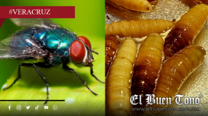 Incrementan casos de gusano barrenador en Veracruz; Suman ya 28 contagios