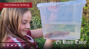 Niña encuentra ajolote mexicano en río de Gales y logra rescatarlo