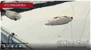 Conagua atiende contingencia sobre la mortandad de peces en la zona Sur de Tamaulipas y norte de Veracruz.