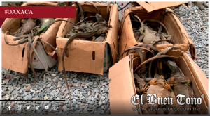 Rescatan 192 iguanas verdes en Oaxaca; Investigan posible tráfico ilegal