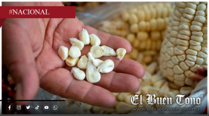 Prevén caída en valor de granos pese a aumento en siembra en México