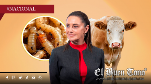 Reportan casos de gusano barrenador en 21 estados; Analizan abrir exportación de ganado a EU