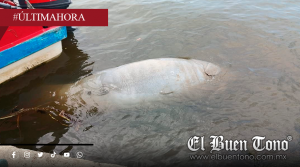 Aparecen pelícano y Manatí muεrtos en playas de Coatzacoalcos