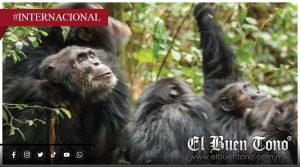 Chimpancés protagonizan “guɛrrα clvil” en Uganda: estudio revela vi0lento c0nflicto interno