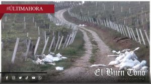 Vecinos de Tlaxopa denuncian fuerte olor por uso de gallinaza en cultivo de chayote