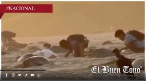 Captan presunto saqueo de huevos de tortuga en playa de Oaxaca; Profepa abre investigación