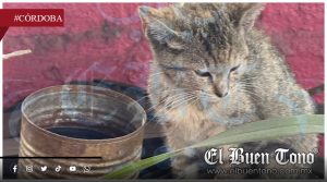 Sin multas significativas la ciudadanía no modifica conductas de m@ltrato