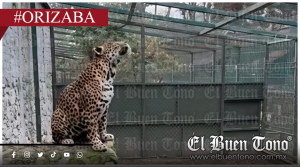 Yago, el jaguar lesionado que exhibe la negligencia en la UMA de Orizaba