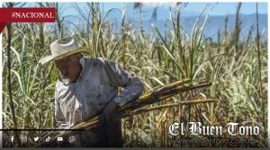 Cañeros piden frenar contrabando de azúcar ante caída de precios