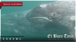 Cambio climático convierte santuarios de la ballena gris en zonas de mortandad