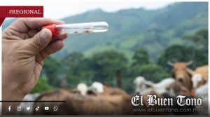 Alerta sanitaria por gusano barrenador en la región de las Altas Montañas