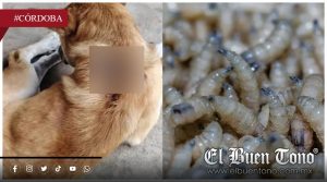 Gusano barrenador se triplicará en zona por inacción de autoridades