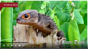 Veracruz, santuario de especies únicas: Biodiversidad endémica enfrenta riesgos crecientes