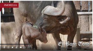 Zoológico de Morelia anuncia el nacimiento de un búfalo africano en sus instalaciones