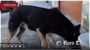 Alerta por cachorro herido y riesgo sanitario en zona con antecedentes de gusano barrenador
