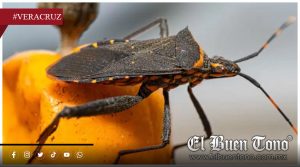 Chagas avanza en silencio en las Altas Montañas de Veracruz ante falta de datos y subregistro