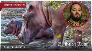 Hipopótamos de Escobar: Millonario indio propone rescatarlos para evitar su s@crif¡cio