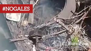 Tortuga aparece nadando en canal de aguas negras en la salida de la autopista Orizaba–Nogales