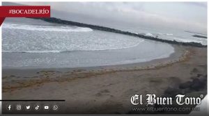 Reportan presencia de sargazo en playas de Boca del Río