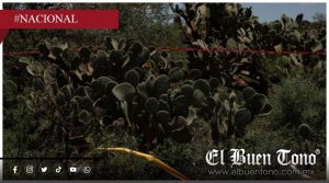 Hallan dos cuɛrp0s y un crαnɛo en cerro de Jacona, Michoacán