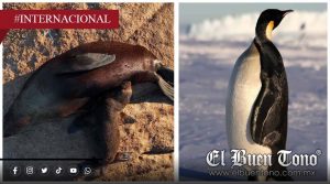Pingüino emperador y lobo marino entran en peligro de extinción por crisis climática