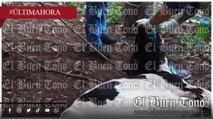 Reaparece el gusano barrenador en Tlilapan y evidencia riesgo sanitario en la región