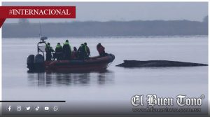 Abandonan esfuerzos para salvar a ballena varada en Alemania