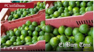 Desplome en el precio del limón en Cuitláhuac: de mil 200 pesos a 350 por caja en una semana