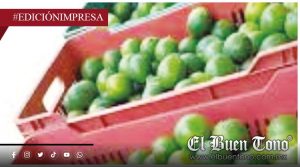 Reducen precio del limón persa; inquieta a productores