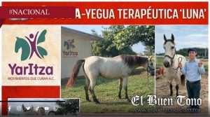 Roban a “Luna”, yegua terapéutica usada en rehabilitación infantil
