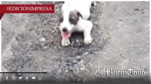 Atr0pellan a oootra perrita; responsable la deja sin auxilio
