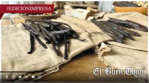 Vainilla está en peligro; por dependencia de abeja melipona