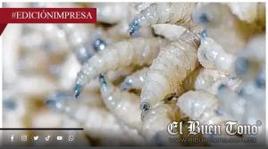 Siguen casos en mascotas; del gusano barrenador