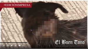 Alerta por gusano barrenador; reportan primeras personas infectadas