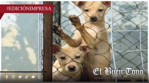 Crueldad animal sigue impune; URGEN MULTAS CONTRA MALTRATADORES