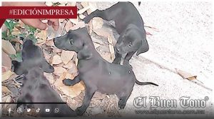 Abandonan a 3 canes en la calle; en colonia San Pedro de Cuitláhuac